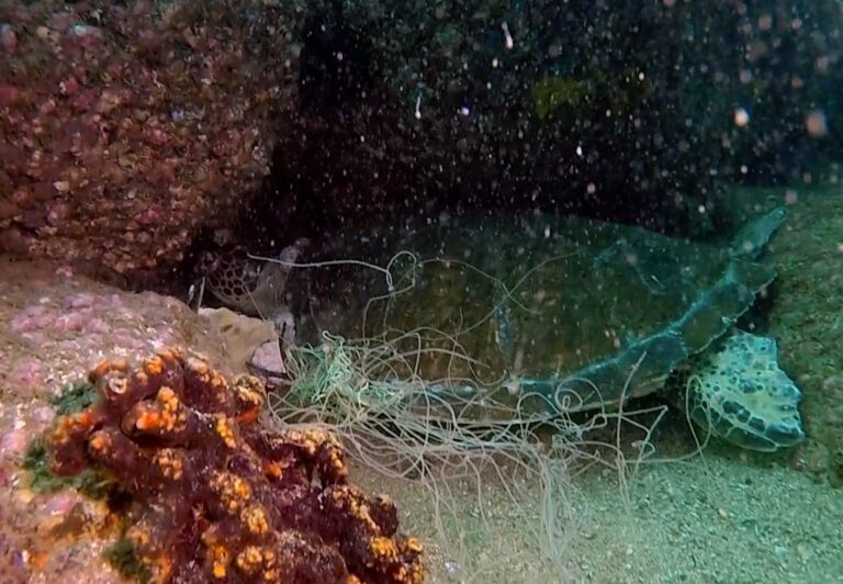 Verde Mar - Tartaruga e rede de pesca